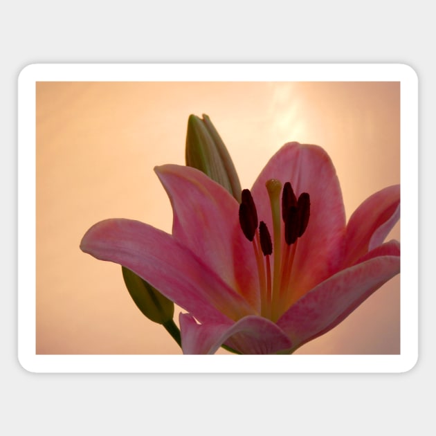 Lily on Orange, studio Pink  Flower close up Magnet by JonDelorme